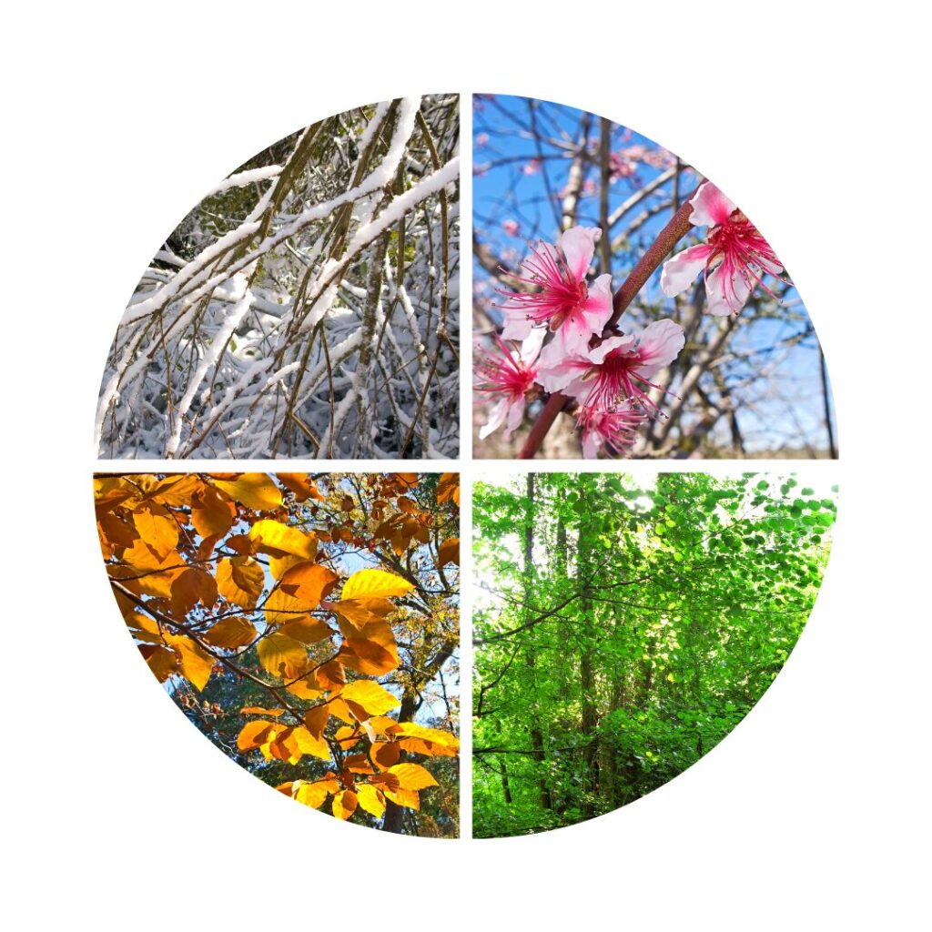 four seasons represented in nature: snow covered branches, pink flowers in spring, green summer trees, yellow leaves of autumn