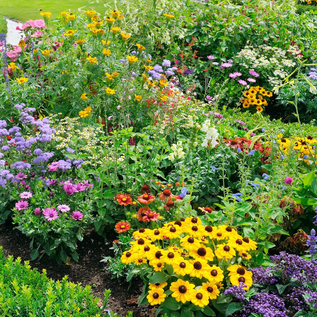 a garden in full bloom with a wide selection of colors and flowers