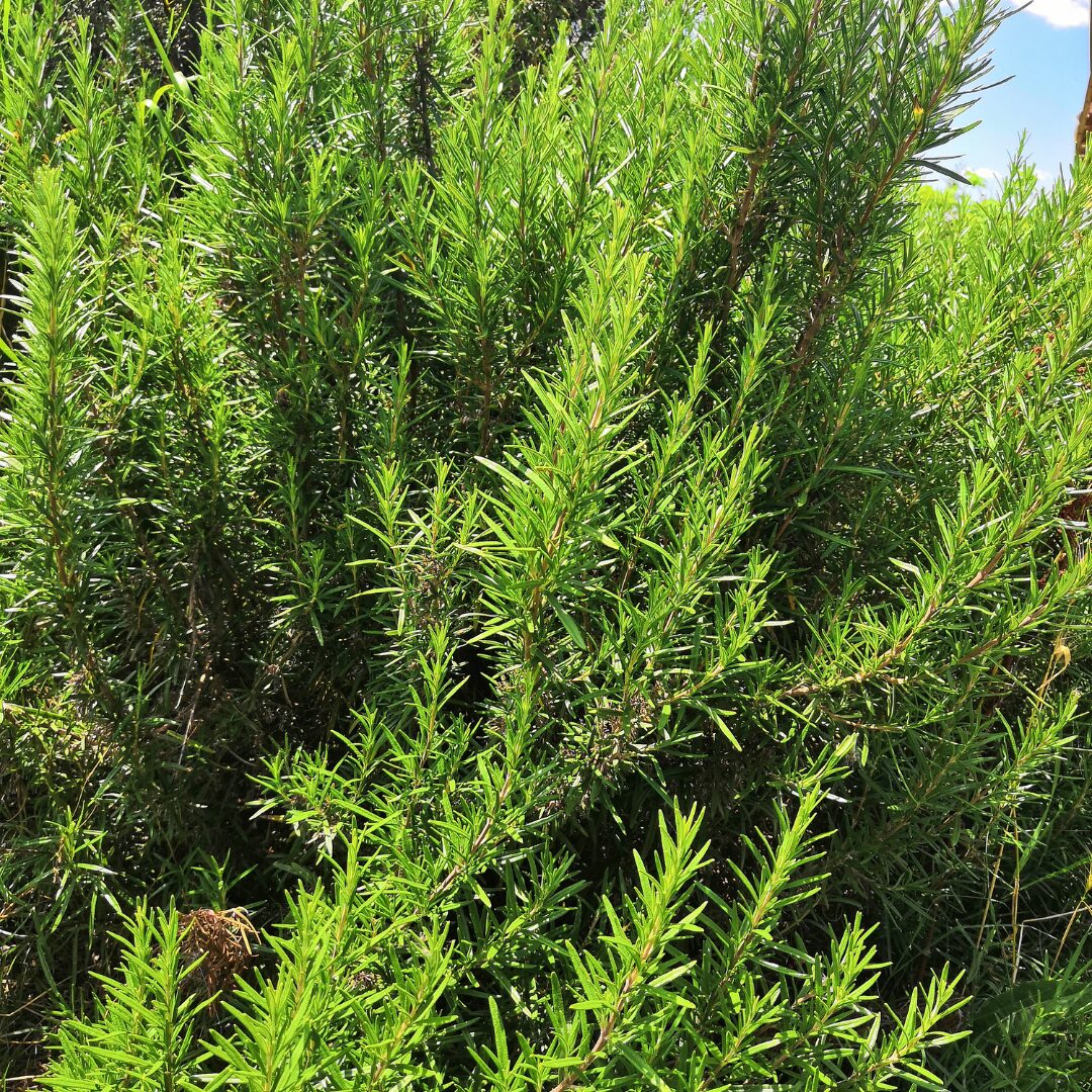 a large rosemary bush