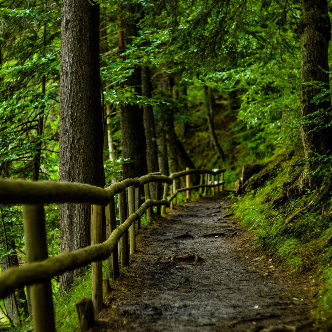 a path in the forest with a moss covered fence along one side.