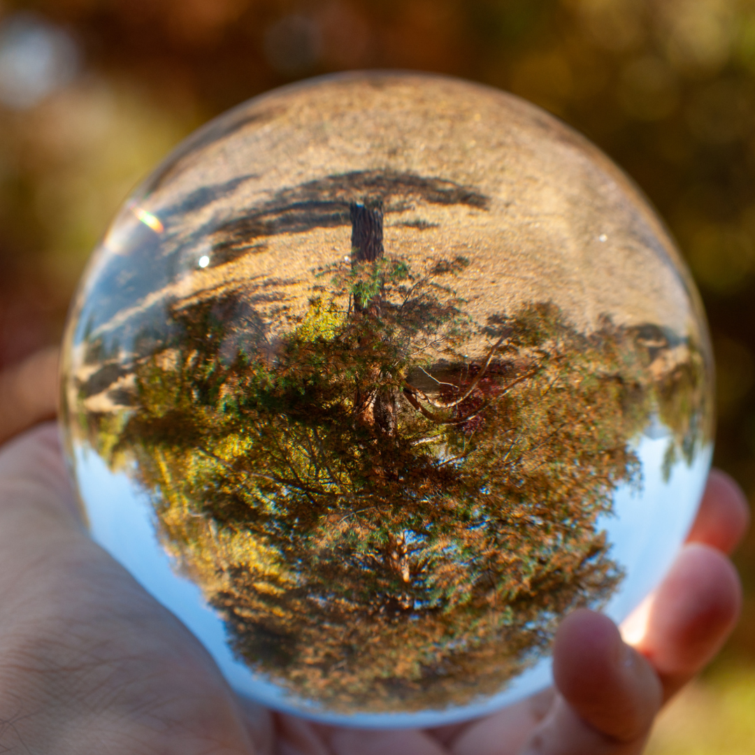 an upside down tree as seen in a crystal ball held out
